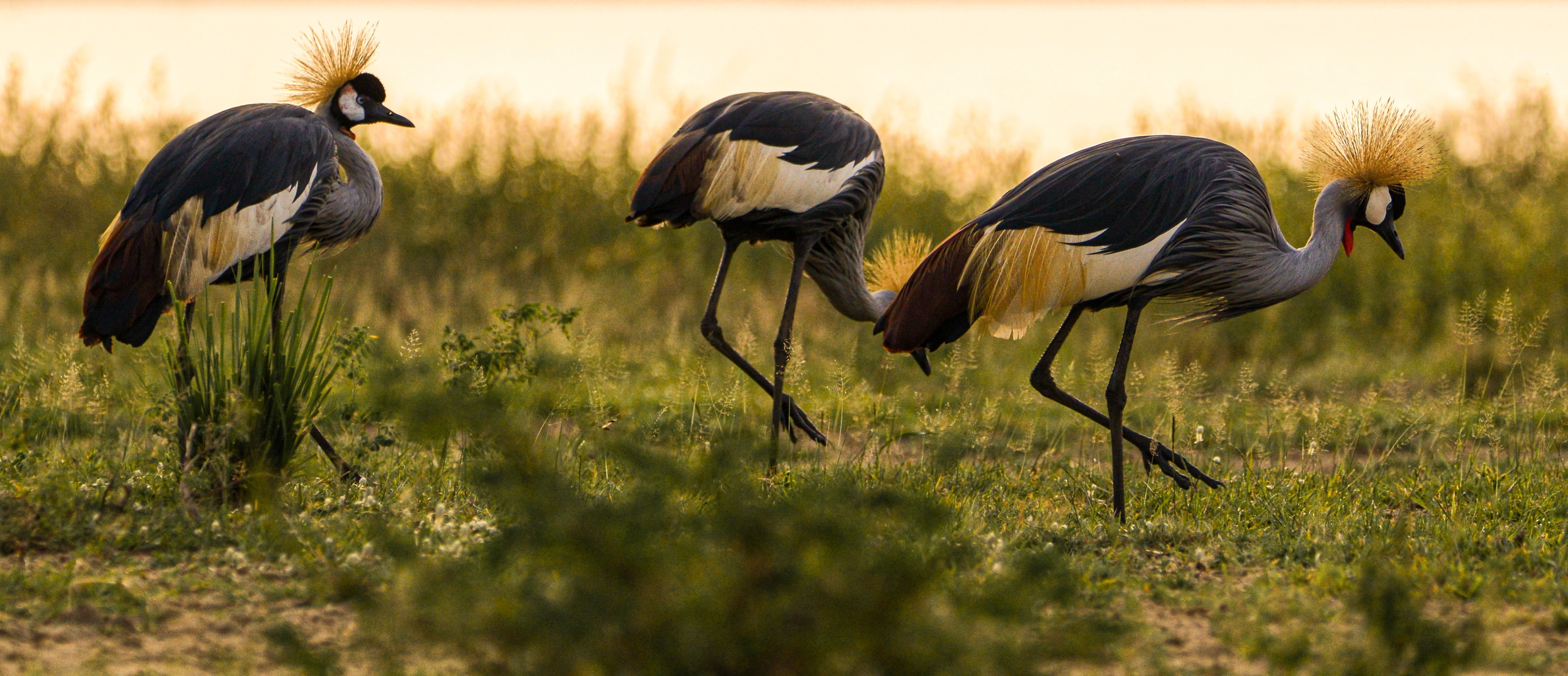 Uganda Creasted Crane